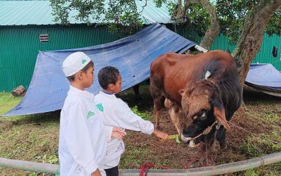 Iduladha 1445 H, AFKN Distribusikan Puluhan Hewan Kurban ke Sejumlah Daerah