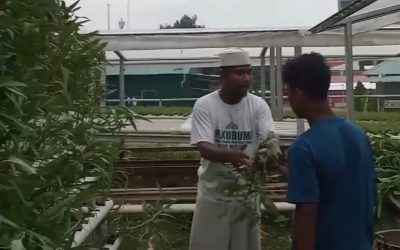 Panen Kangkung Hidroponik di Ponpes Nuu Waar