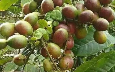 KH Fadzlan Garamatan dan Masyarakat Muslim Papua Dukung Gerakan Penanaman 1 Juta Pohon Matoa Kemenag